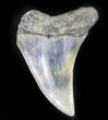 Fossil Mako (Isurus escheri) Shark Tooth - Holland #24369-1